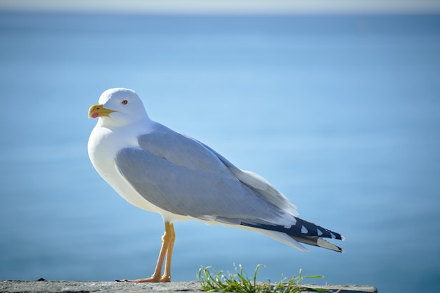 写真 海岸に対するカモメの肖像画。ビーチで座っている白い鳥カモメのクローズ アップ表示