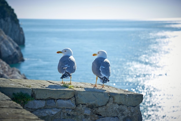 海岸に対するカモメの肖像画。ビーチで座っている白い鳥カモメのクローズ アップ表示