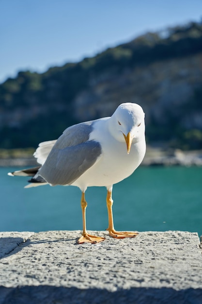 海岸に対するカモメの肖像画。ビーチで座っている白い鳥カモメのクローズ アップ表示