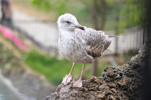 Seagull portrait, city life and birds