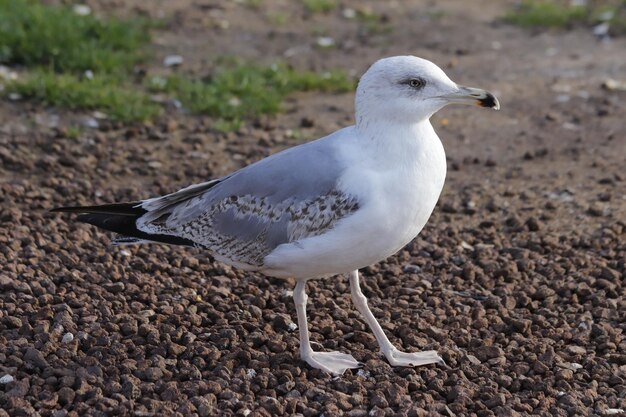 Seagull portrait, sky and flying birds