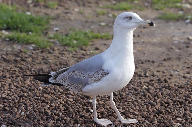 Seagull portrait, sky and flying birds