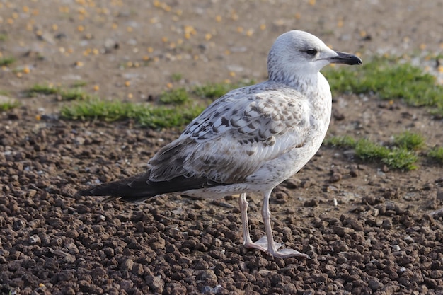 Seagull portrait, sky and flying birds