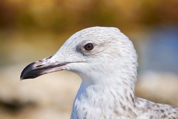 Seagull portrait