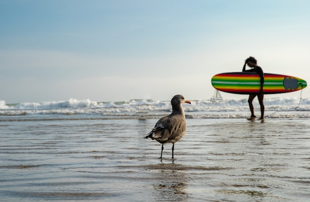 A seagull on a public beach by the ocean watching bathing people and surfers