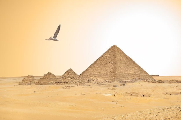 파라오와 여왕의 피라미드 위의 갈매기