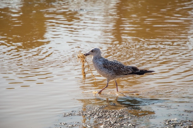 Photo seagull on rest on ground with muddy waters