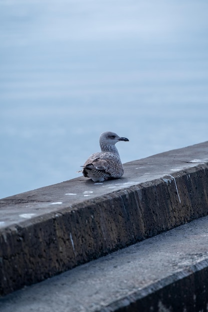 Photo seagull resting on a dam in the ocean