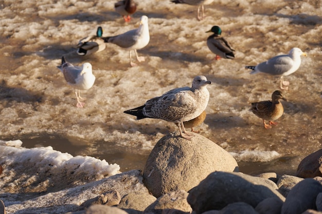 Чайка на скале на фоне птиц на замерзшей реке