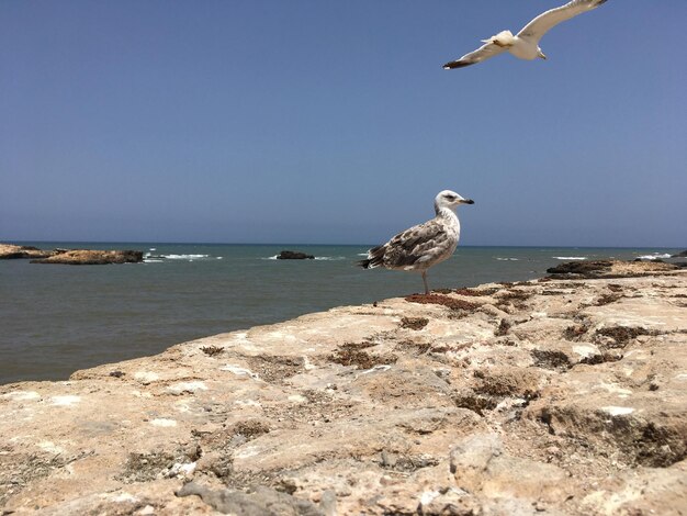 Foto il gabbiano sulla roccia sul mare contro un cielo limpido