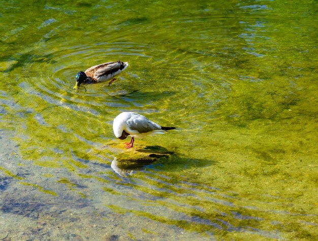 A seagull on a rock in the lake water.