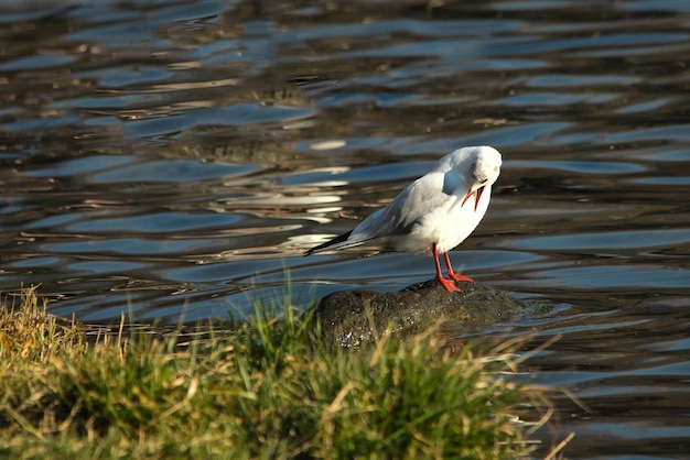 Seagull on the rock twith open beak