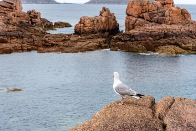 Foto gabbiani sulle rocce sulla costa