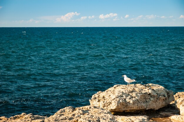 Seagull on the rocky beach