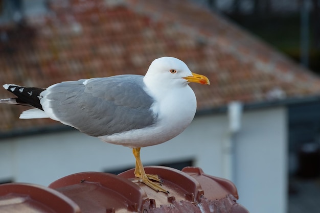 屋根の上のカモメがブルガリアの海鳥を間近に見る