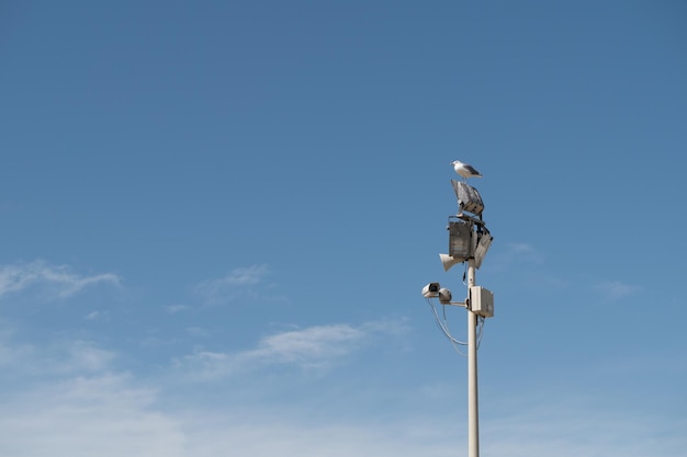 分離された砂のビーチのカモメ、動物の肖像画、砂のビーチ、美しさの鳥