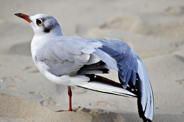 Seagull in the sand