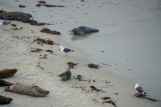 A seagull on the sand