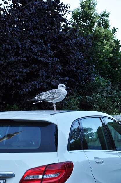 The seagull sat on the roof of the stopped car. Seagull on the roof against the background of green trees.