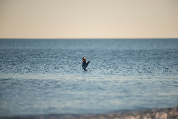 Seagull in sea against clear sky