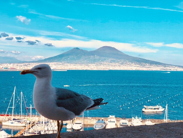 Seagull on a sea against sky