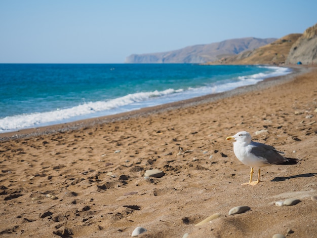 Seagull on the sea shore Laspi on the Black Sea