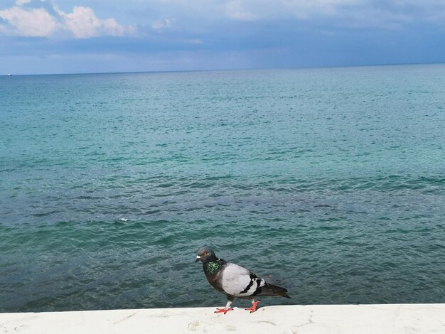 Seagull on a sea