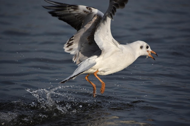 seagull in the sea