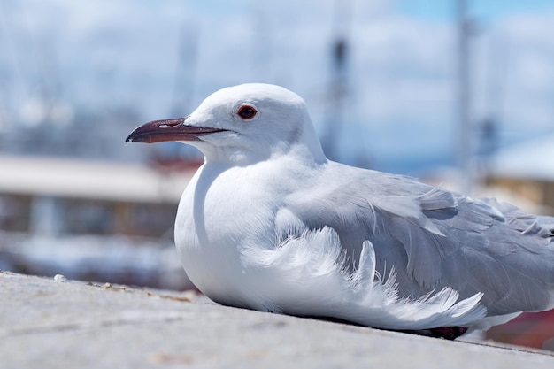 カモメ赤いくちばしと目を持つカモメは、灰色の羽が付いた舗装の海鳥の上に座って、通りすがりの人が床に食べ物を落としたり投げたりするのを辛抱強く待っています。