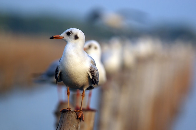 seagull in a seashore landscape