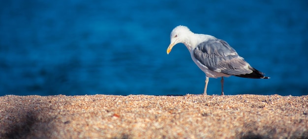 Seagull on the seashore walking along the beach