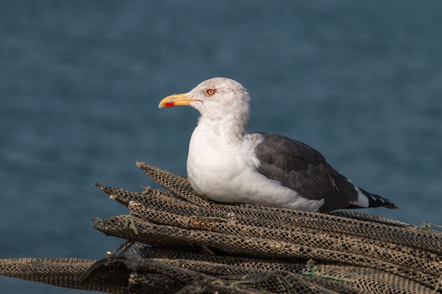 Seagull in the seashore