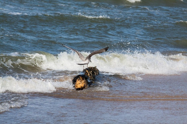 Photo seagull on the seaside