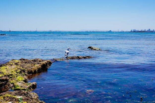 A seagull in shallow water.