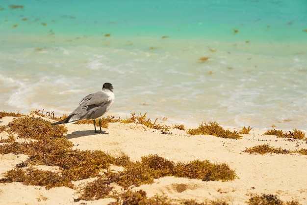 Seagull on the shores of the Caribbean Sea in Mexico