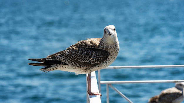 Seagull sits on the bar in Istambul, Turkey