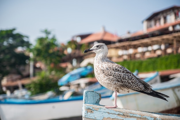 Seagull sitting on the boat