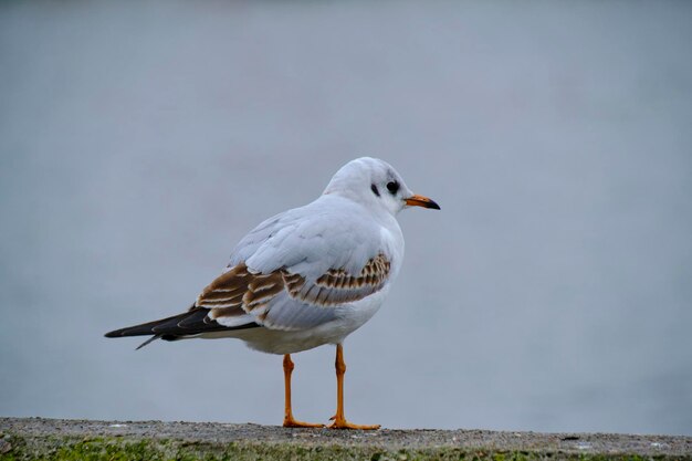 Seagull sitting concrete railing embankment in cloudy weather