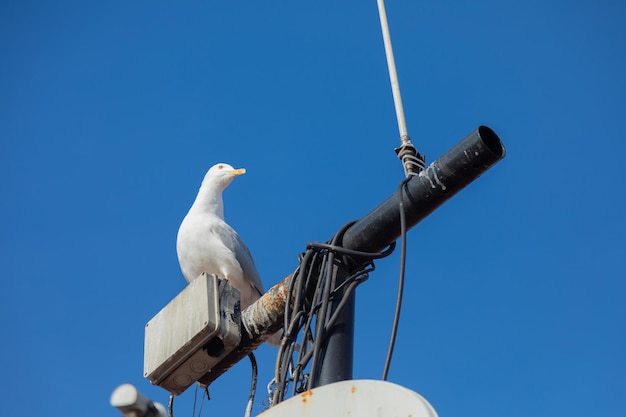 A seagull sitting on a pole