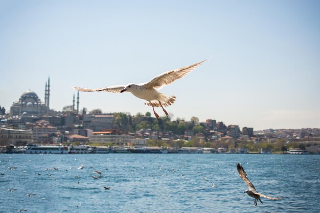 Seagull in a sky with a mosque background