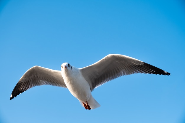 Seagull in the sky