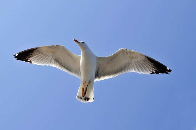 Seagull over the sky