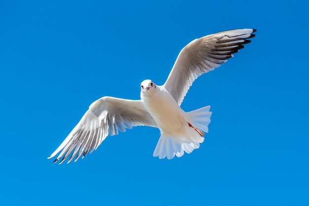 Foto un gabbiano vola sopra la testa in una giornata di cielo azzurro gabbiano su sfondo blu