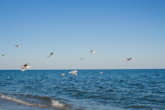 海の上空にカモメが舞い上がる