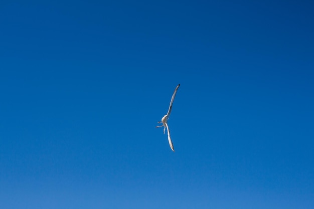 Seagull soars in the sky above the sea