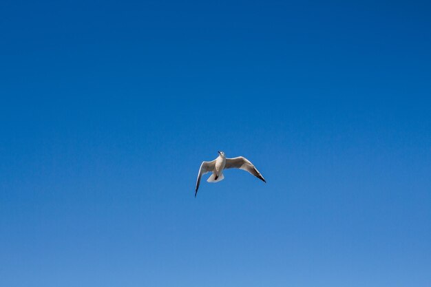 Seagull soars in the sky above the sea
