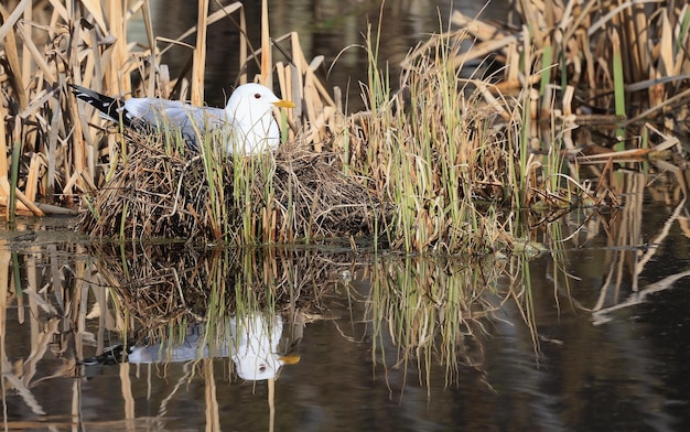 水鳥の巣に春のカモメ