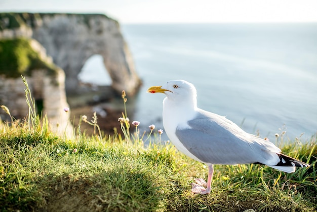 Seagull standing on the beautiful rocky coastline in France