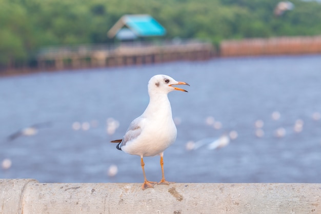 Seagull standing on a bridge