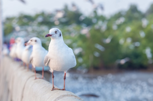 Seagull standing on a bridge